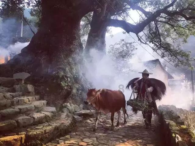 昭阳区南苑街私自收取停车费问题;永善县水竹乡蓝莓种植项目分红问题;镇雄县杉树乡益明竹业农民专业合作社分红问题~有回复